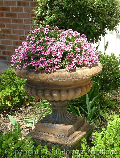 Geraniums Urn 